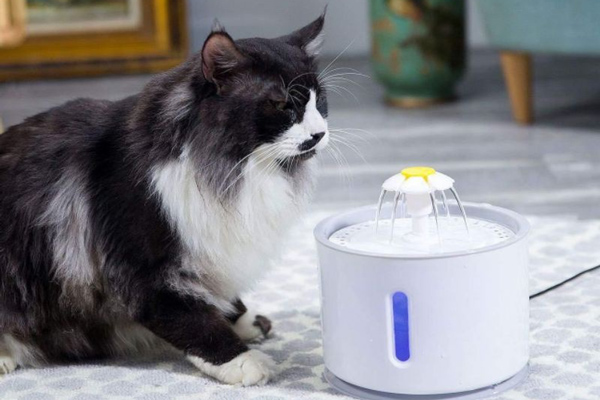 Place the cat fountain where your cat likes to play