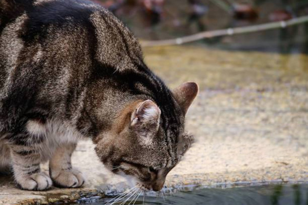 Why do cats prefer fresh water? Understanding feline instincts and drinking behavior