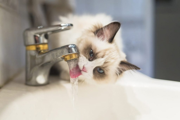 Cats will find new water sources to drink