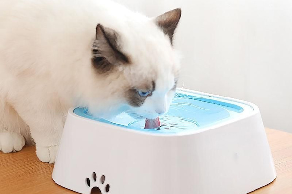 Why do plastic water bowls for cats become slimy over time?