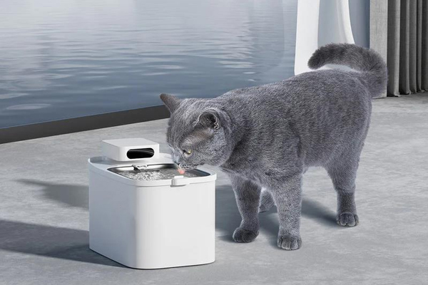 Encourage your cat to drink more water