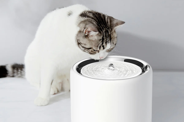 Why You Should Use Ceramic or 304 Stainless Steel Water Bowls for Cats